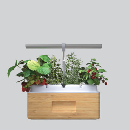 Totam Planter